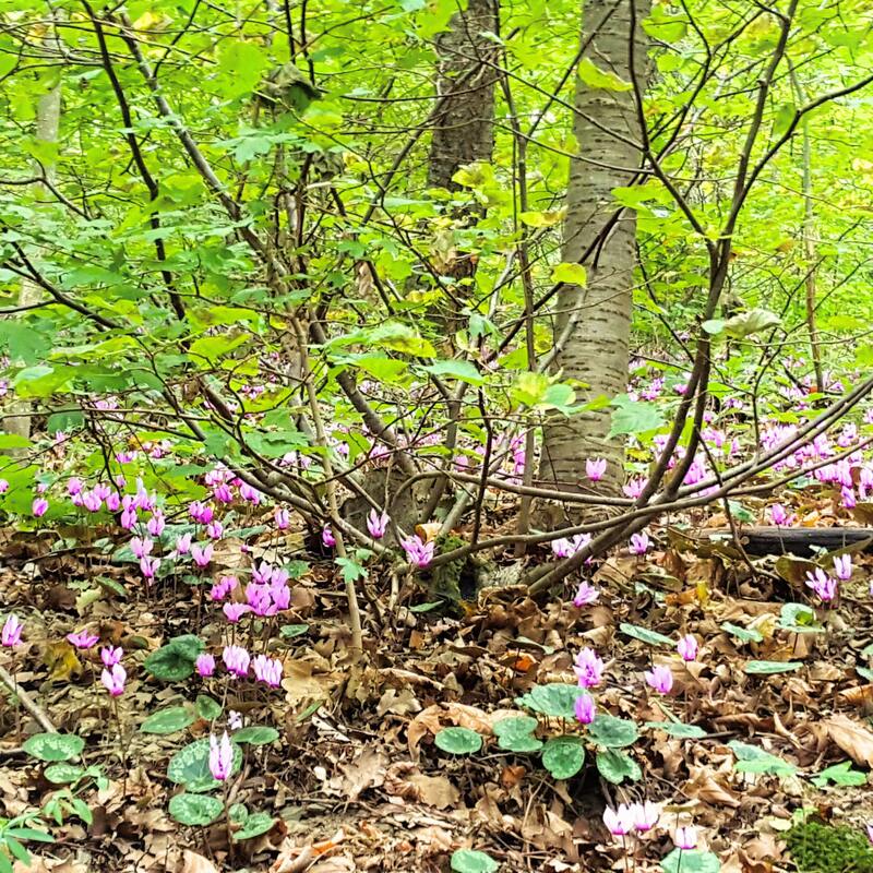 Zyklamen im Wald am Hannersberg