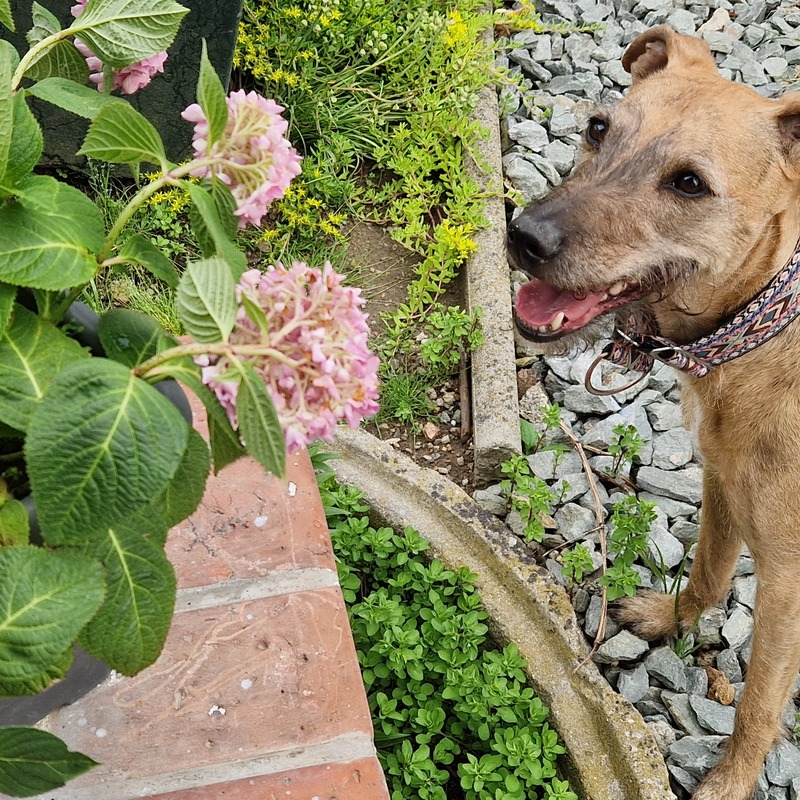 Brave-Hunde-sind-willkommen-im-Langerhof-Hannersdorf-Suedburgenland