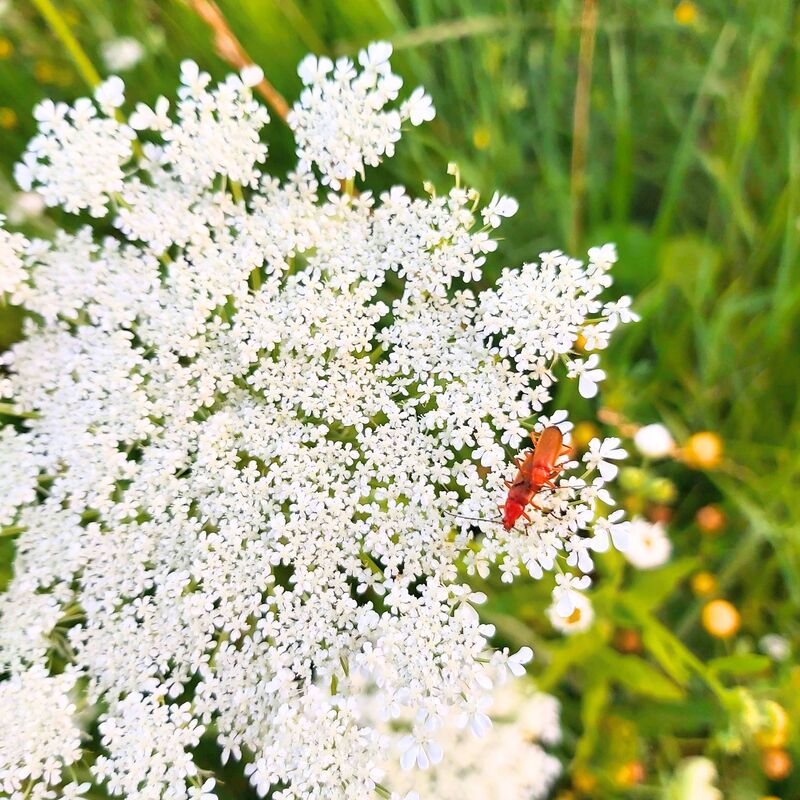 Heiße Aktivitäten auf der falschen Karotte