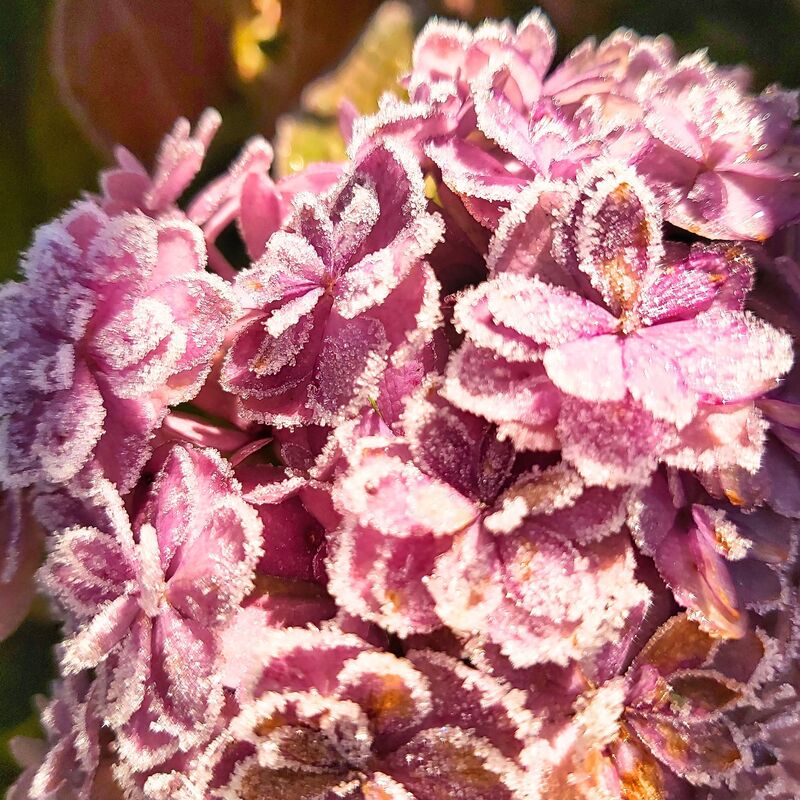 Hortensie als Eisprinzessin im Langerhof