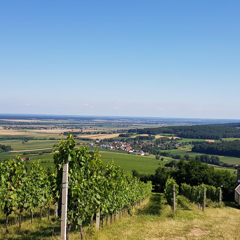 Blick über die Weinberge nach Ungarn