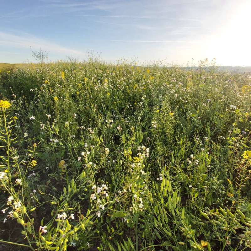 Südburgenländische Sommerwiese
