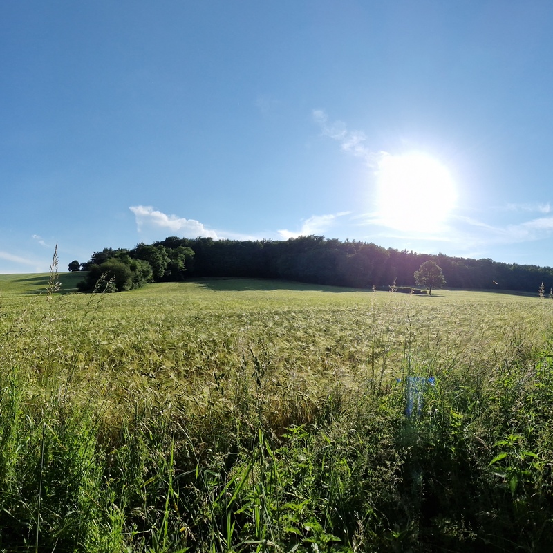 Sommerspaziergänge im Südburgenland