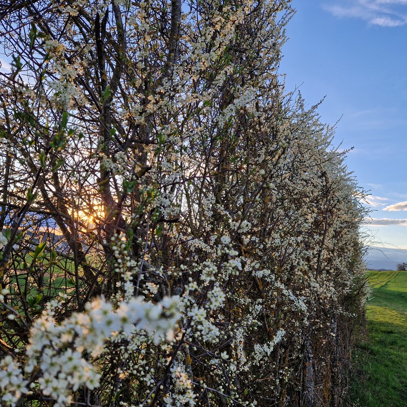 Schlehdorn im Frühling