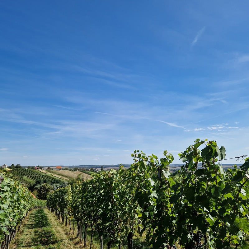 Blick in die Weinberge im Südburgenland