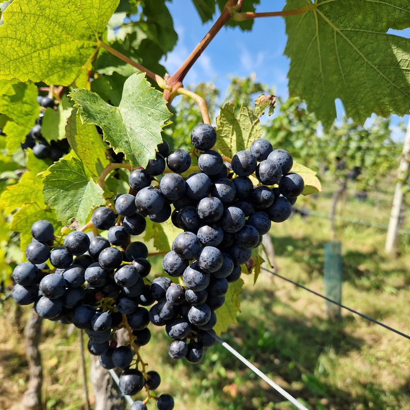 Weinreben am Hannersberg